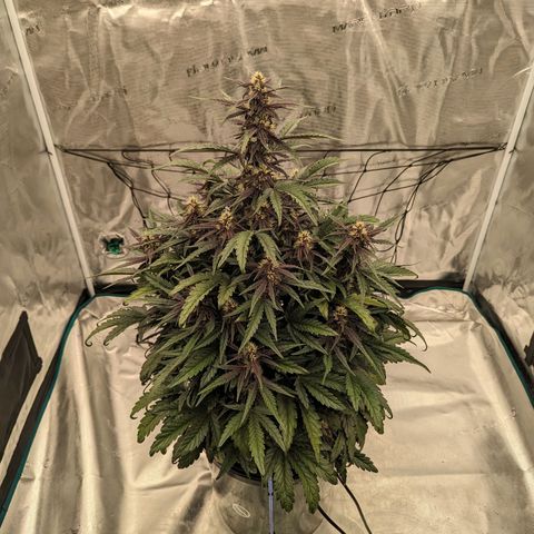 Pink Kush CBD 30:1 Auto growlog timeline photo