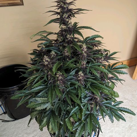 Pink Kush CBD 30:1 Auto growlog timeline photo