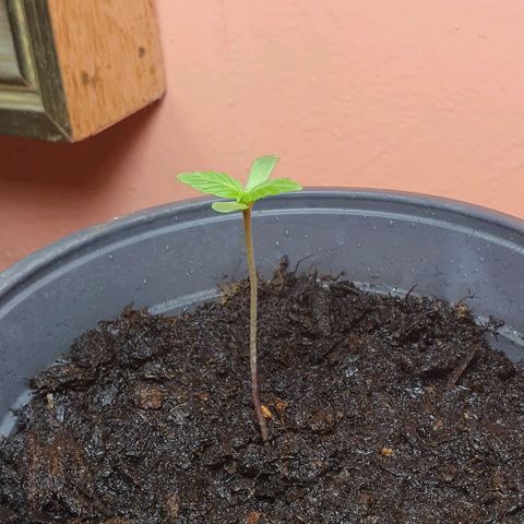 Northern Light Automatic growlog timeline photo