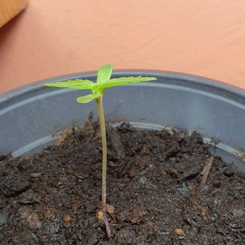 Northern Light Automatic growlog timeline photo