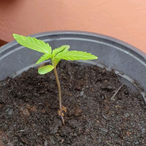 Northern Light Automatic growlog timeline photo