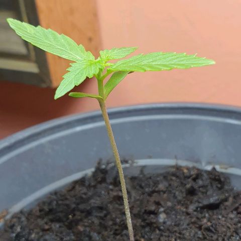 Northern Light Automatic growlog timeline photo