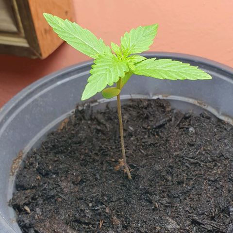 Northern Light Automatic growlog timeline photo