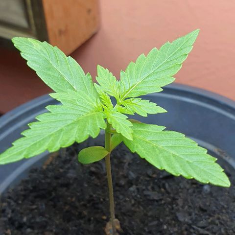 Northern Light Automatic growlog timeline photo