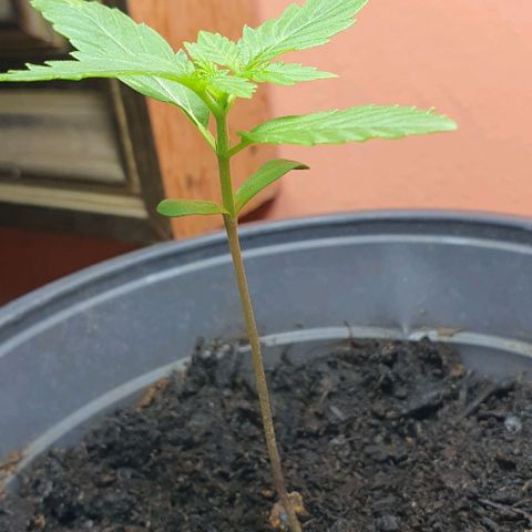 Northern Light Automatic growlog timeline photo