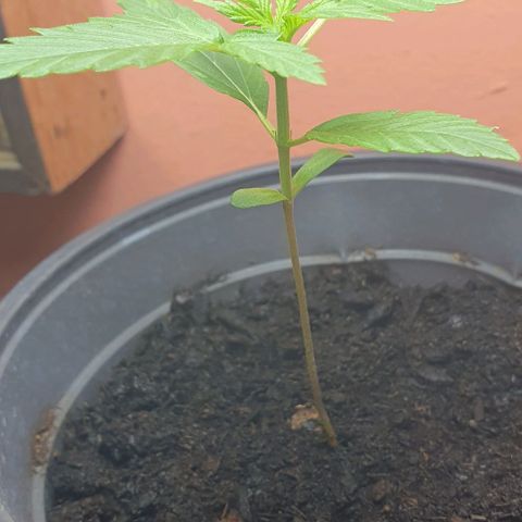 Northern Light Automatic growlog timeline photo