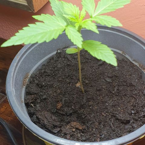 Northern Light Automatic growlog timeline photo