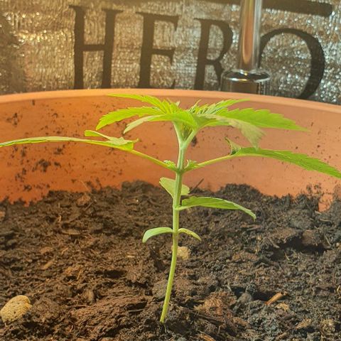 Northern Light Automatic growlog timeline photo