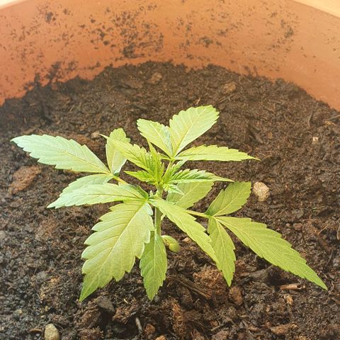 Northern Light Automatic growlog timeline photo