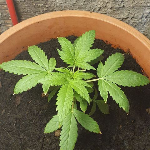 Northern Light Automatic growlog timeline photo