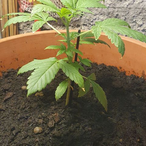 Northern Light Automatic growlog timeline photo