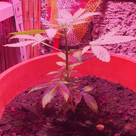 Northern Light Automatic growlog timeline photo