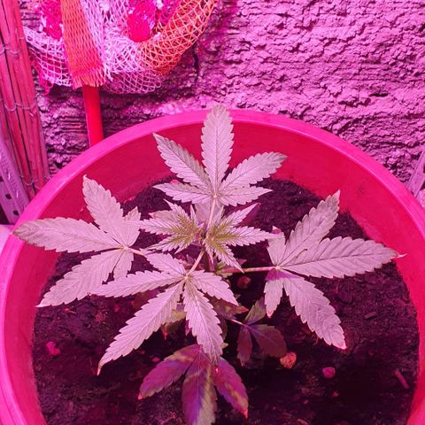 Northern Light Automatic growlog timeline photo