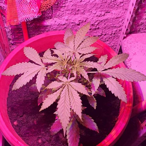 Northern Light Automatic growlog timeline photo
