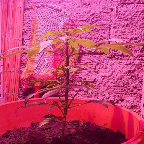 Northern Light Automatic growlog timeline photo