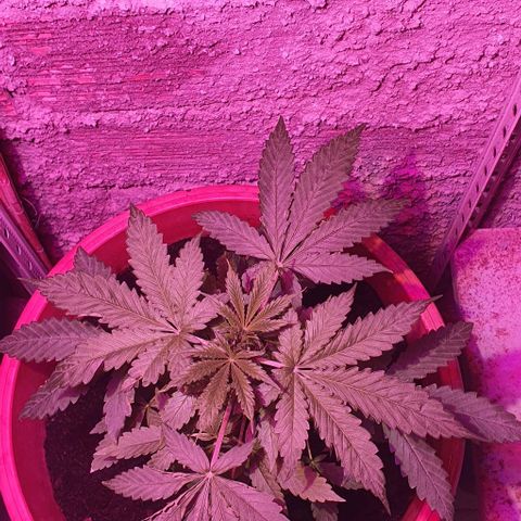 Northern Light Automatic growlog timeline photo