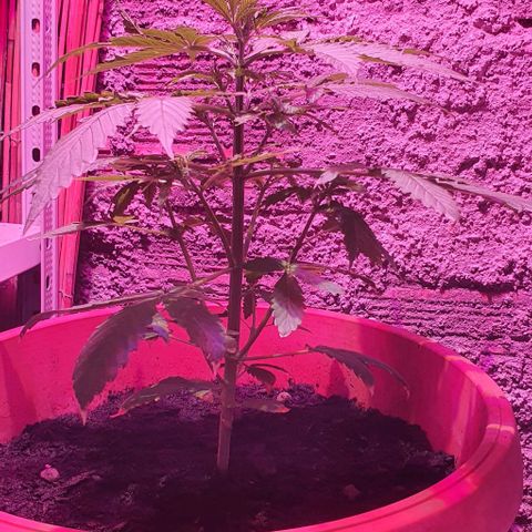 Northern Light Automatic growlog timeline photo