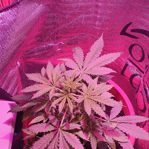 Northern Light Automatic growlog timeline photo