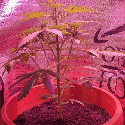 Northern Light Automatic growlog timeline photo