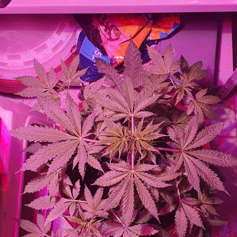Northern Light Automatic growlog timeline photo