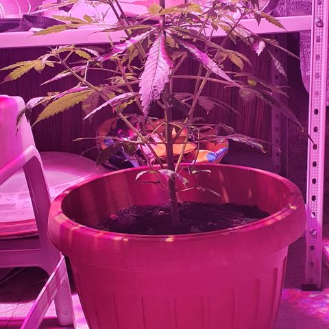 Northern Light Automatic growlog timeline photo