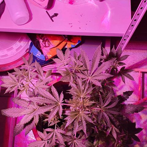 Northern Light Automatic growlog timeline photo