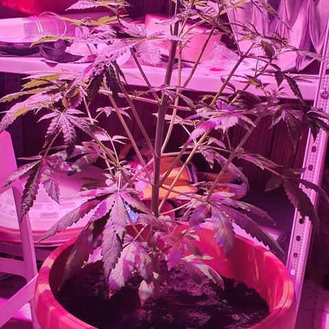 Northern Light Automatic growlog timeline photo