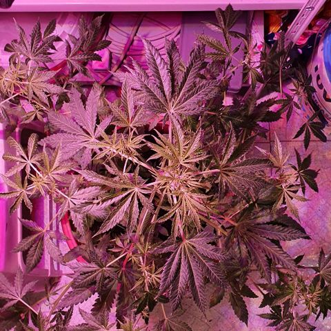 Northern Light Automatic growlog timeline photo
