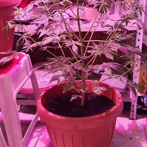Northern Light Automatic growlog timeline photo