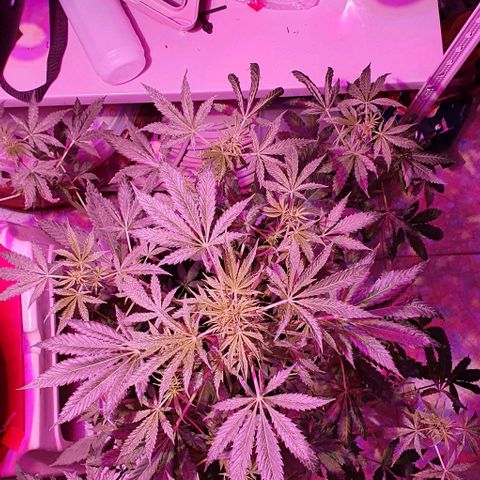 Northern Light Automatic growlog timeline photo