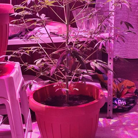 Northern Light Automatic growlog timeline photo