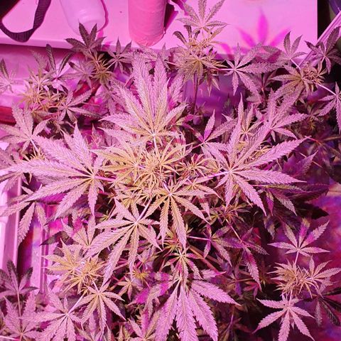 Northern Light Automatic growlog timeline photo
