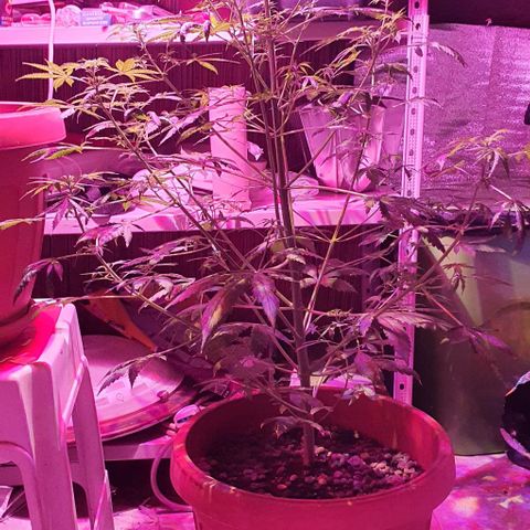 Northern Light Automatic growlog timeline photo