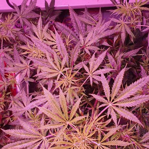 Northern Light Automatic growlog timeline photo