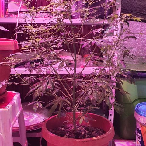 Northern Light Automatic growlog timeline photo