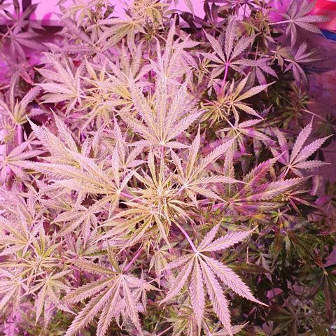 Northern Light Automatic growlog timeline photo