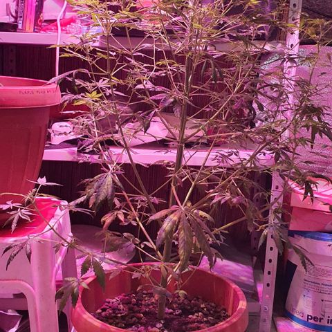 Northern Light Automatic growlog timeline photo