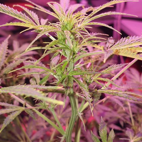 Northern Light Automatic growlog timeline photo