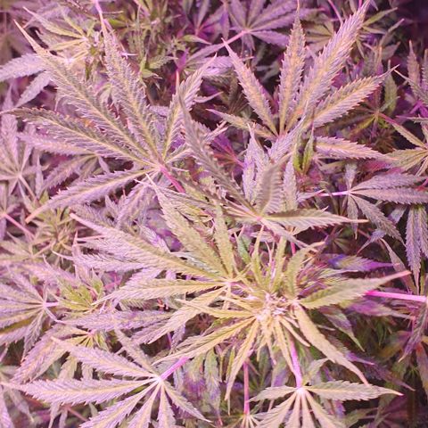 Northern Light Automatic growlog timeline photo