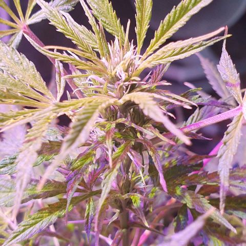 Northern Light Automatic growlog timeline photo