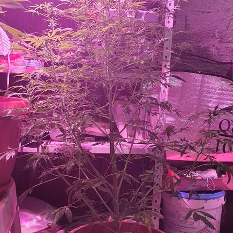 Northern Light Automatic growlog timeline photo