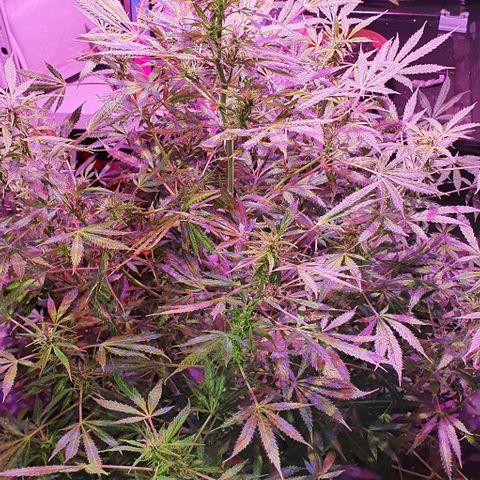 Northern Light Automatic growlog timeline photo