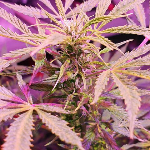 Northern Light Automatic growlog timeline photo