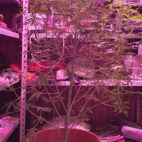 Northern Light Automatic growlog timeline photo