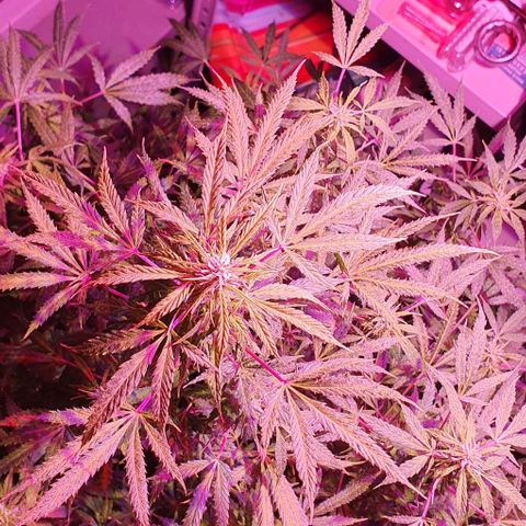 Northern Light Automatic growlog timeline photo