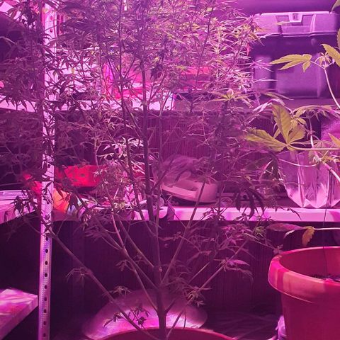 Northern Light Automatic growlog timeline photo