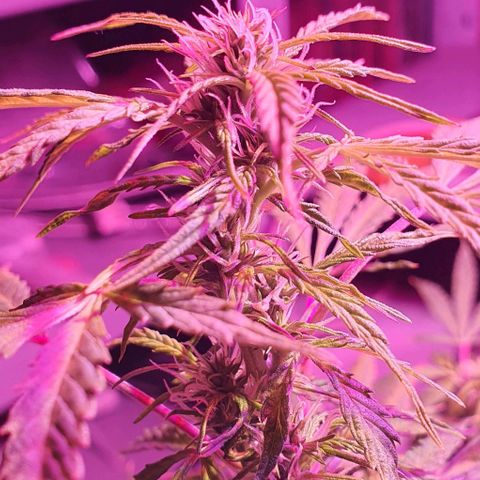 Northern Light Automatic growlog timeline photo