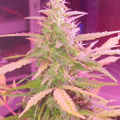 Northern Light Automatic growlog timeline photo
