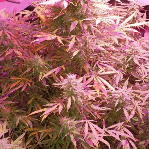 Northern Light Automatic growlog timeline photo