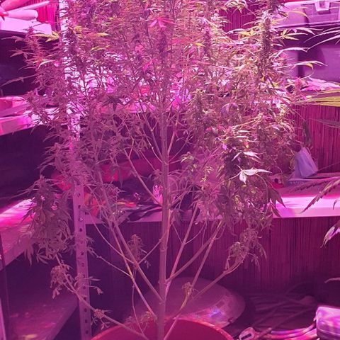 Northern Light Automatic growlog timeline photo